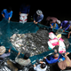 Illustration for article titled Thousands of Fish To Be Freed From Abandoned Mall Fish-Hell